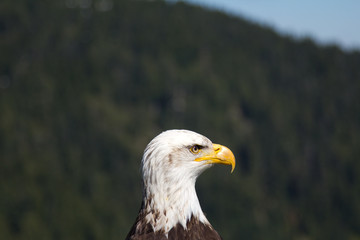Mugshot of a Bald Eagle taken at Grouse Mountain in Vancouver, Canada