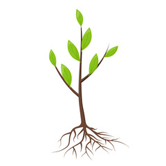 Tree with roots and leaves