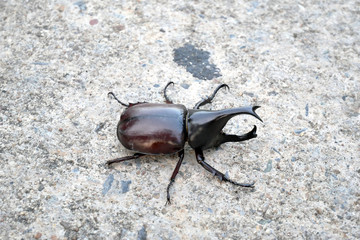 Beetle,Rhinoceros beetle, Rhino beetle, Hercules beetle, Unicorn beetle, Horn beetle