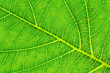 Leaf texture, leaf background for design with copy space for text or image. Leaf motifs that occurs...
