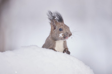 雪の上のエゾリス
