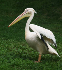 Fototapeta na wymiar Пеликан кудрявый / Пеликан кудрявый в Пражском зоопарке