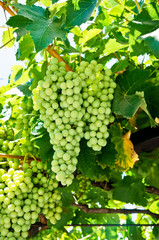 Bunches of wine grapes
