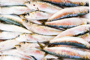Many caught fish in close-up