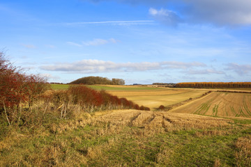 Fototapeta premium larch and hawthorn landscape