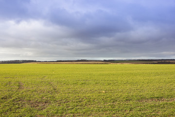 Fototapeta na wymiar wheat crop and dramatic sky