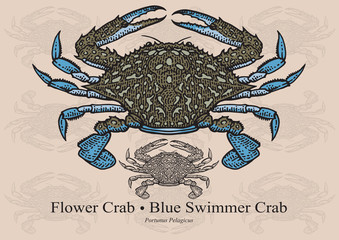 Naklejka premium Flower Crab, Blue Swimmer Crab. Vector illustration for artwork in small sizes. Suitable for graphic and packaging design, educational examples, web, etc.