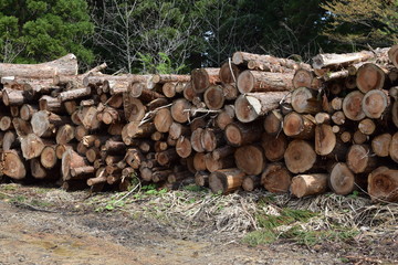 杉の丸太 ／ 森の中に積まれた、直径約20cm～50cm位の杉の丸太です。