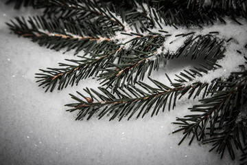 Fir tree branch on a white snow background. New year and christm