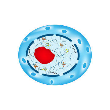 The structure of the human cell nucleus. Infographics. Vector illustration on isolated background