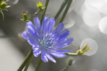 Fototapeta na wymiar Flower of chicory close up.