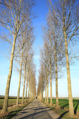 Fototapeta na wymiar Tree-lined road in Gelderland, The Netherlands