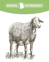 Fototapeta premium szkic hodowli owiec