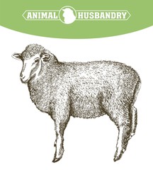 Fototapeta premium sheep breeding sketch