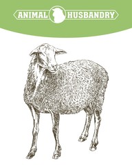sheep breeding sketch