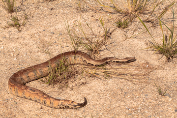 Cobra snake in natural habitats
