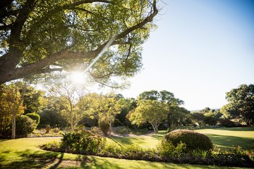 Picture of park with trees without people