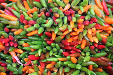 Fresh multicolored chili peppers
