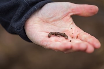 Man hand with earthworm.