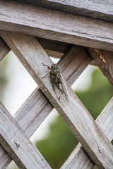 big cicada sitting on a wood