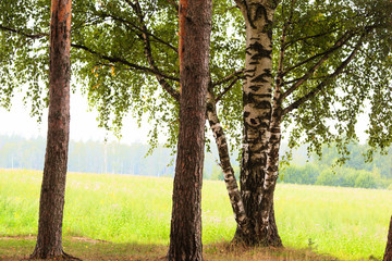 Fototapeta premium forest on the shore of lake