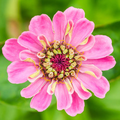 Obraz premium Zinnia Pink