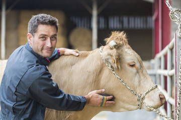 farmer in barn with a cow