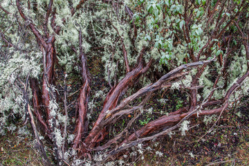Fototapeta premium Troncos y ramas de Estepa negral, Estepa de montaña, Jara. Cistus laurifolius.