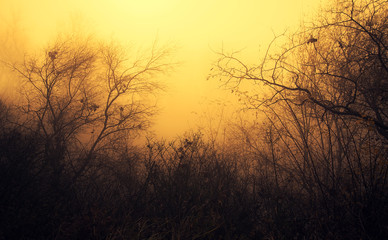 Fototapeta premium Mystic forest a foggy day