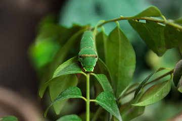 Common Mormon Caterpillar