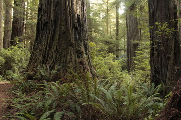 redwood trees