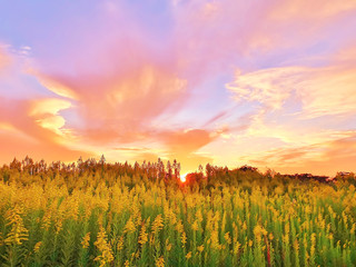 背高泡立草のある夕景