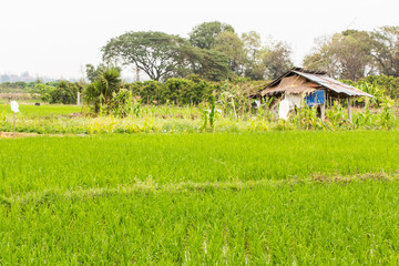 Fototapeta na wymiar Hut with rice field in Thailand