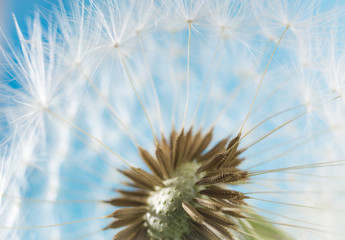 Dandelion abstract blurred background. White blowball over blue sky.