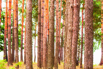 forest on the shore of lake
