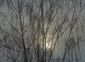 Birch and the sun, branches, trunks, sky, birch catkins, haze