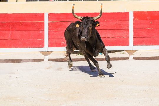 Course camarguaise avec cornes emboul&eacute;es.