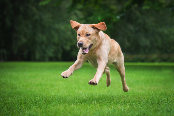 Naklejka na ściany i meble Happy labrador retriever dog playing in the park