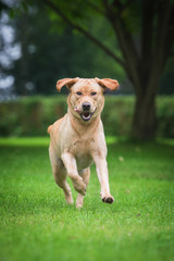 Funny labrador retriever dog running in summer