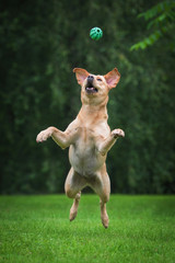 Funny labrador retriever dog catching a ball in the air