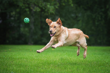 Happy labrador retriever dog playing with a ball 