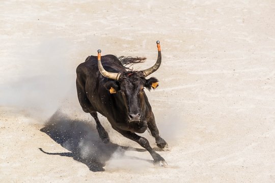 Course camarguaise avec cornes emboul&eacute;es.