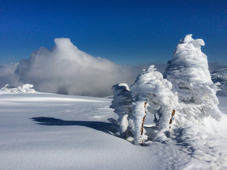 Fototapeta na wymiar Trees covered with hoarfrost and snow in mountains.