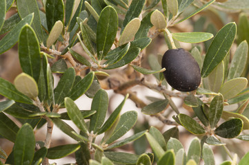 Detail of european olive tree