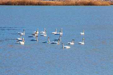 강진만의 큰고니떼