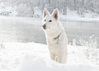 white Swiss Shepherd Dog, looking