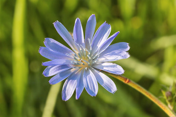 Flower of chicory close up.