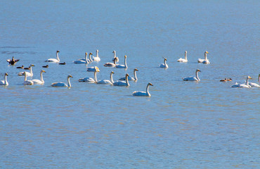 강진만의 큰고니떼