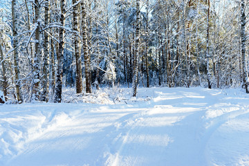 snowy road in forest, frozen trees, sunny day