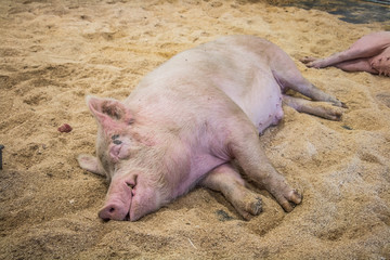 pig sleeping on straw in the pen